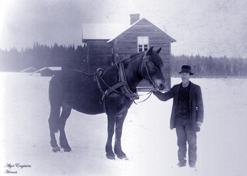 Häst 1915